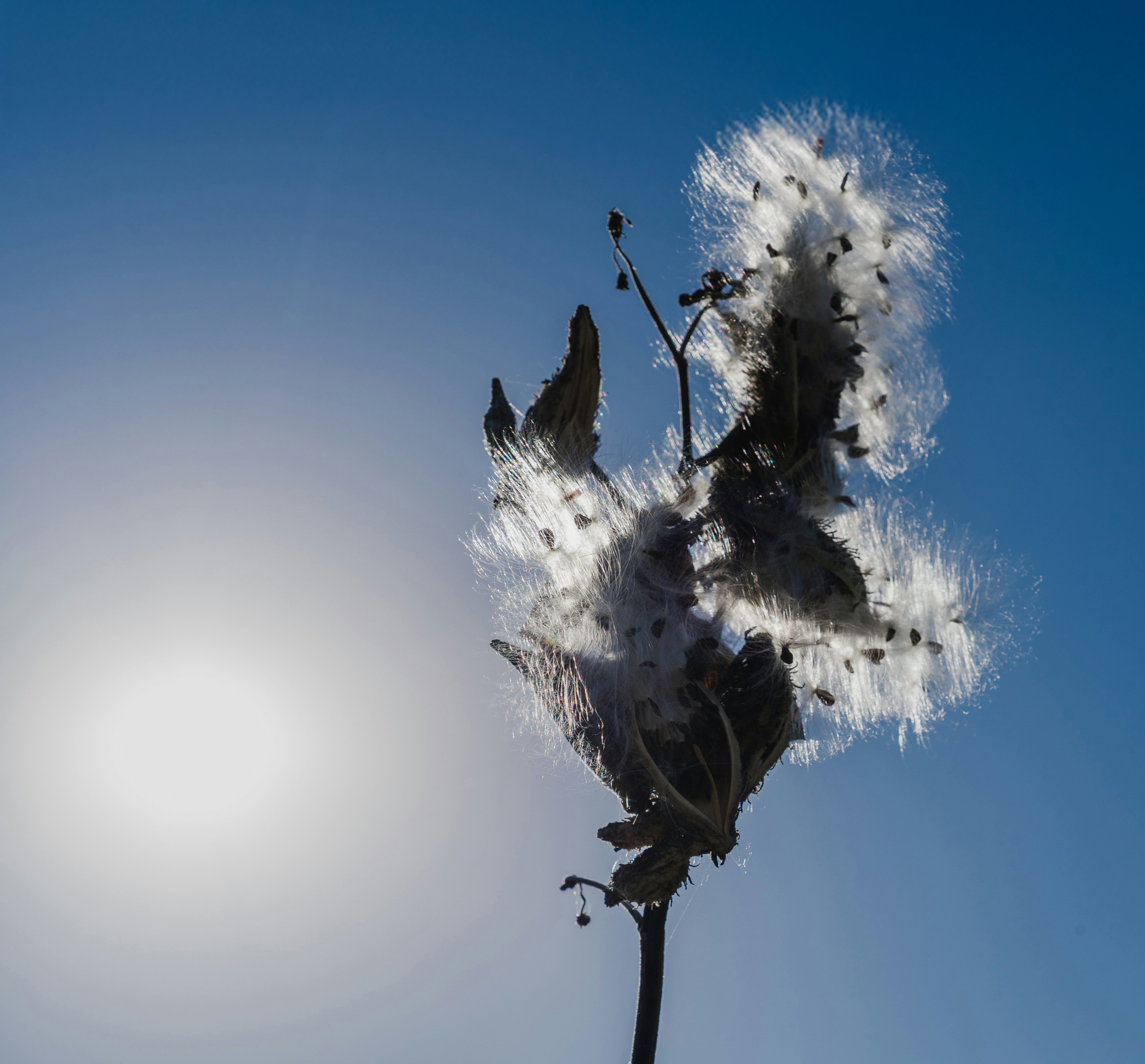 Milkweed is the only plant monarchs will lay their eggs in, and the only source of food for their caterpillars. Planting native milkweed can help support the monarch population.